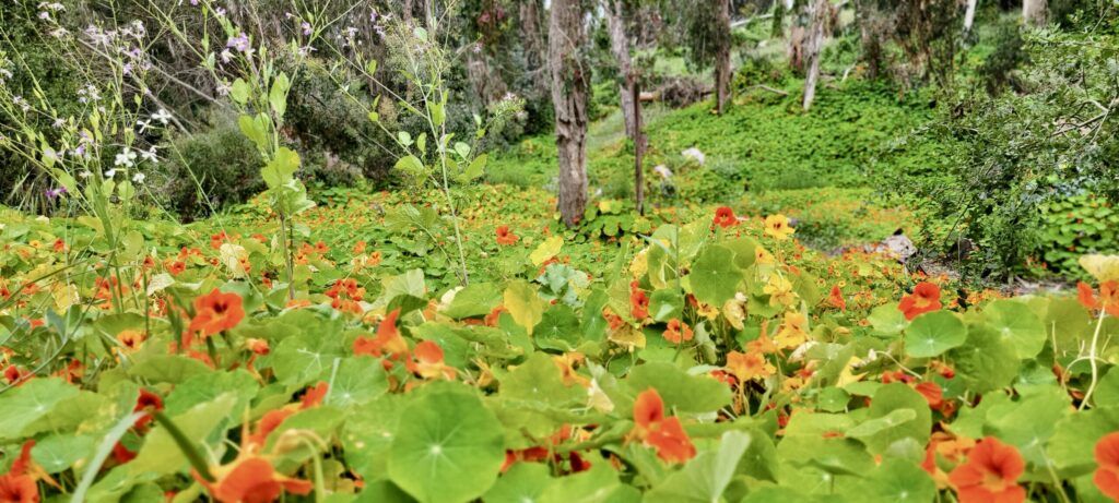 coronado-butterfly-preserve-004