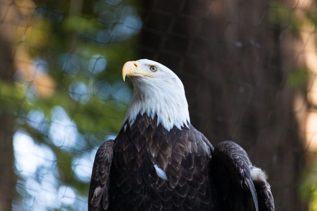 sequoia-park-zoo-and-redwood-sky-walk-017