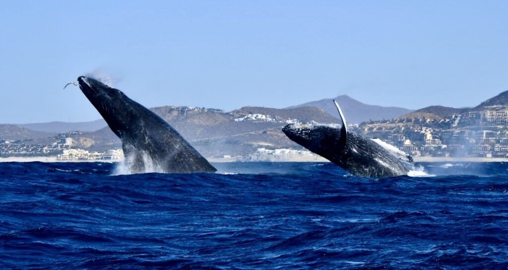 whale-watch-cabo-004