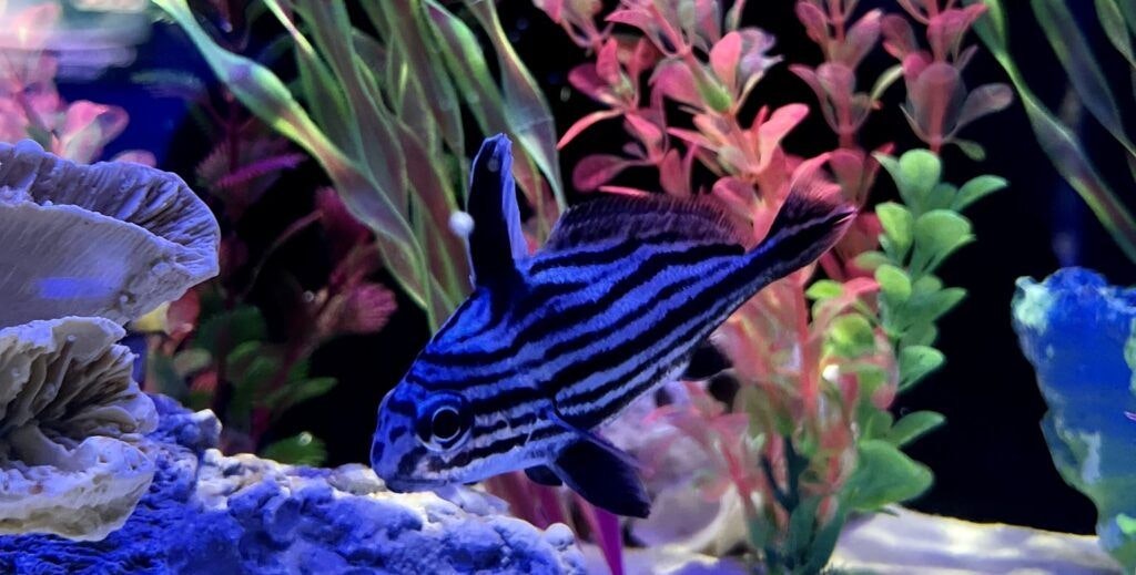 interactive-aquarium-cancun-002