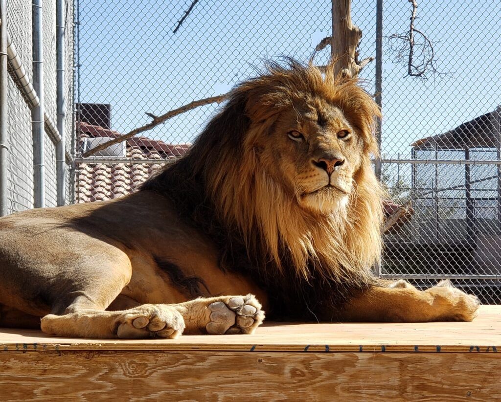 lion-habitat-ranch-001