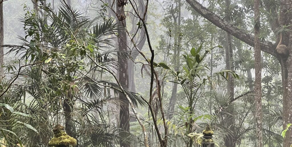 kona-cloud-forest-sanctuary-004