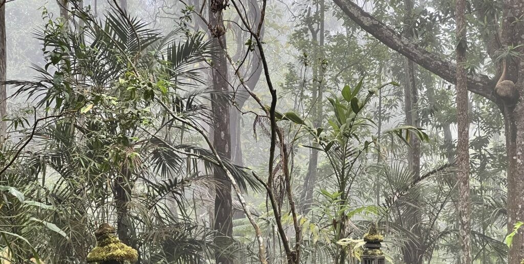 kona-cloud-forest-sanctuary-004