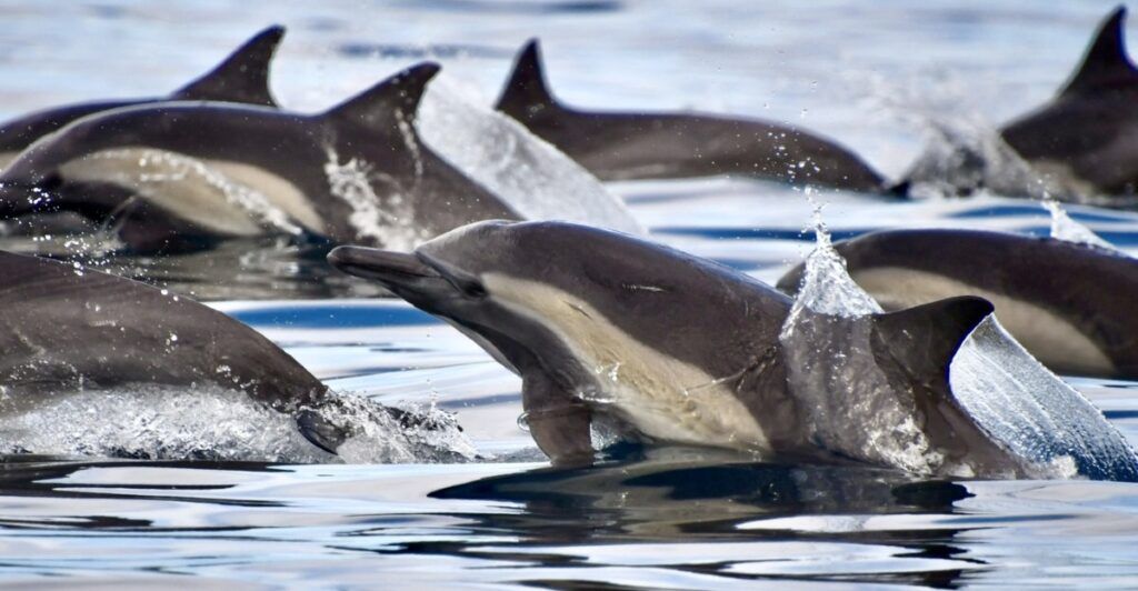 whale-watch-cabo-002