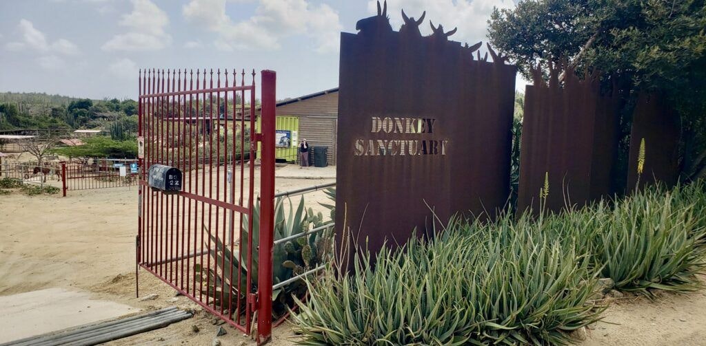 donkey-sanctuary-aruba-001