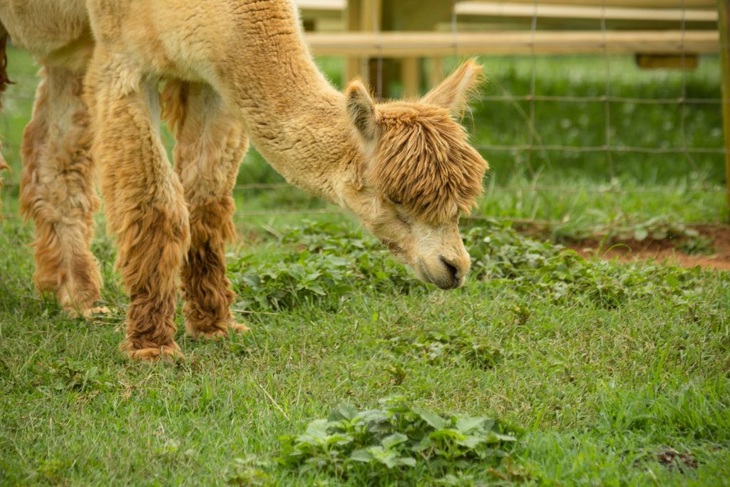 smith-mountain-lake-farm-alpacas-011