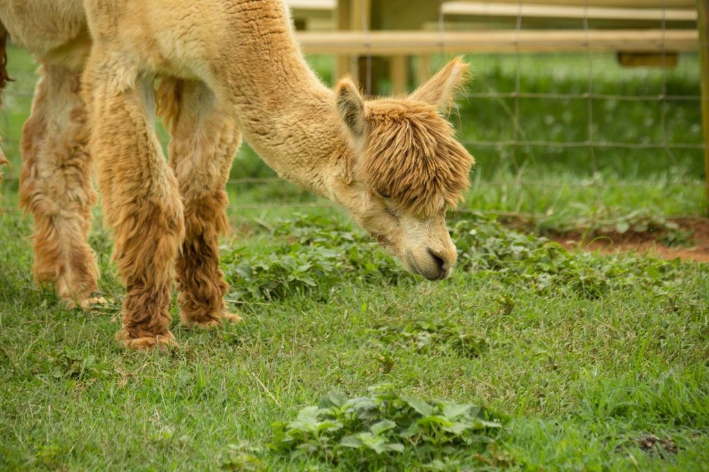 smith-mountain-lake-farm-alpacas-011