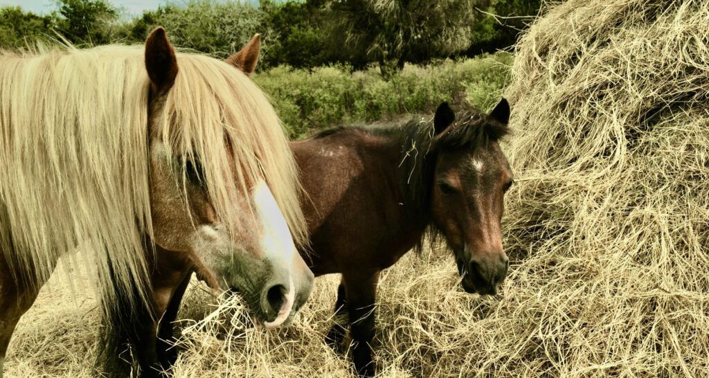 elm-creek-stables-002