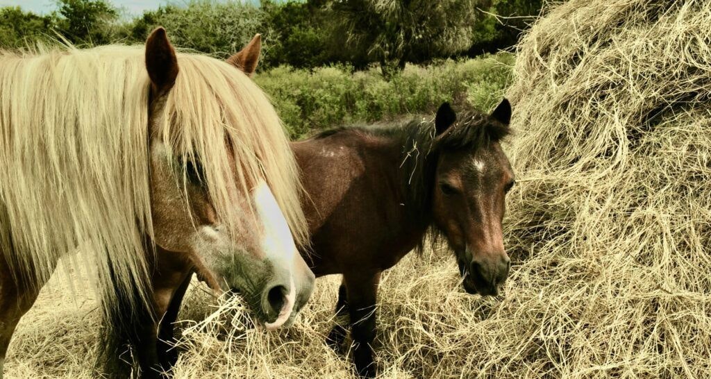 elm-creek-stables-002