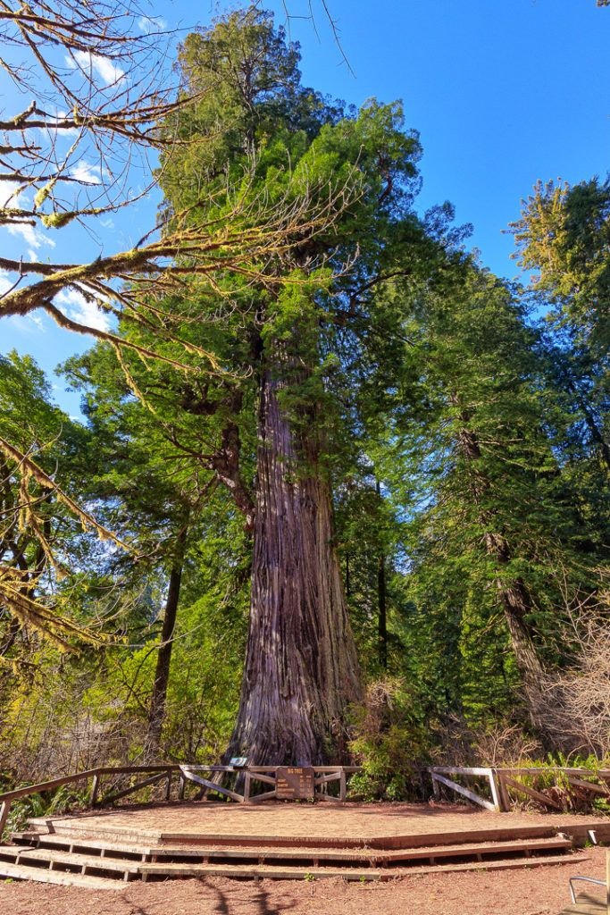 big-tree-wayside-001