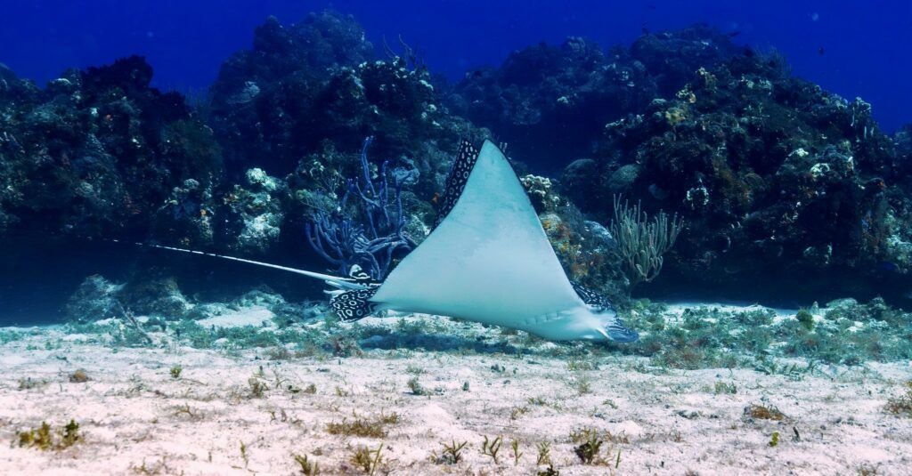 dressel-divers-cancun-004