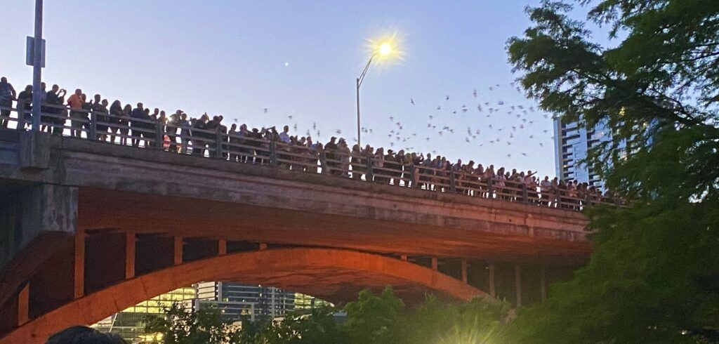austin-bats-at-south-congress-bridge-002