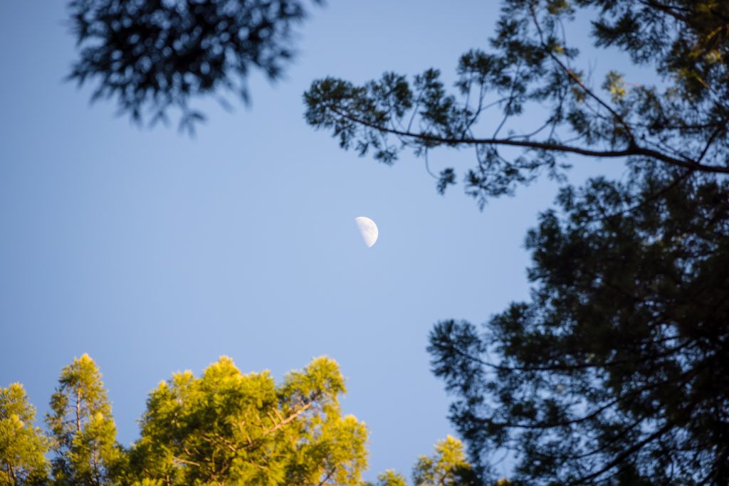 arcata-community-forest-006