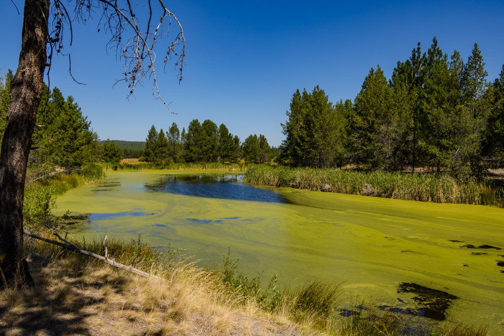 sunriver-nature-center-and-oregon-observatory-027