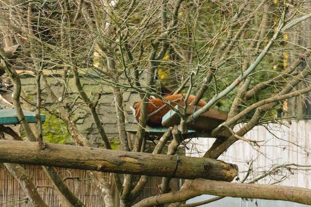 sequoia-park-zoo-and-redwood-sky-walk-016