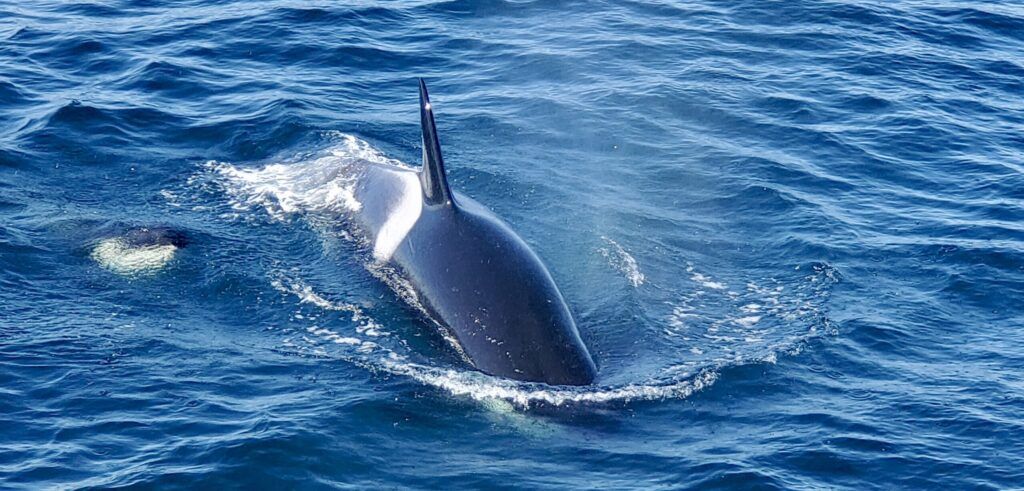 Condor Express Whale Watching