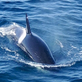 Condor Express Whale Watching