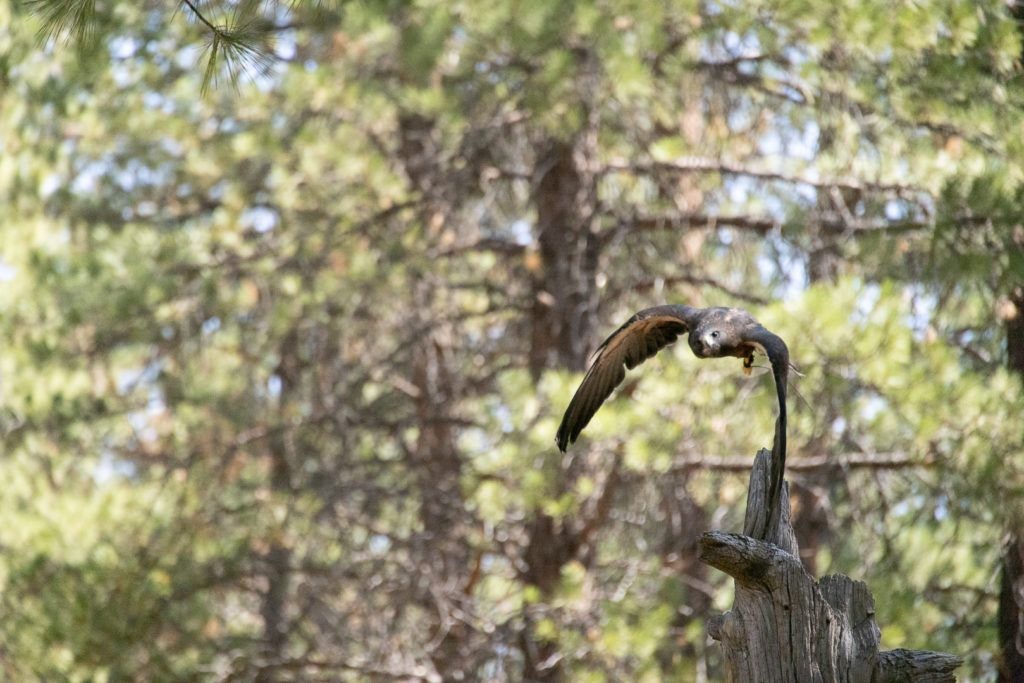 high-desert-museum-004