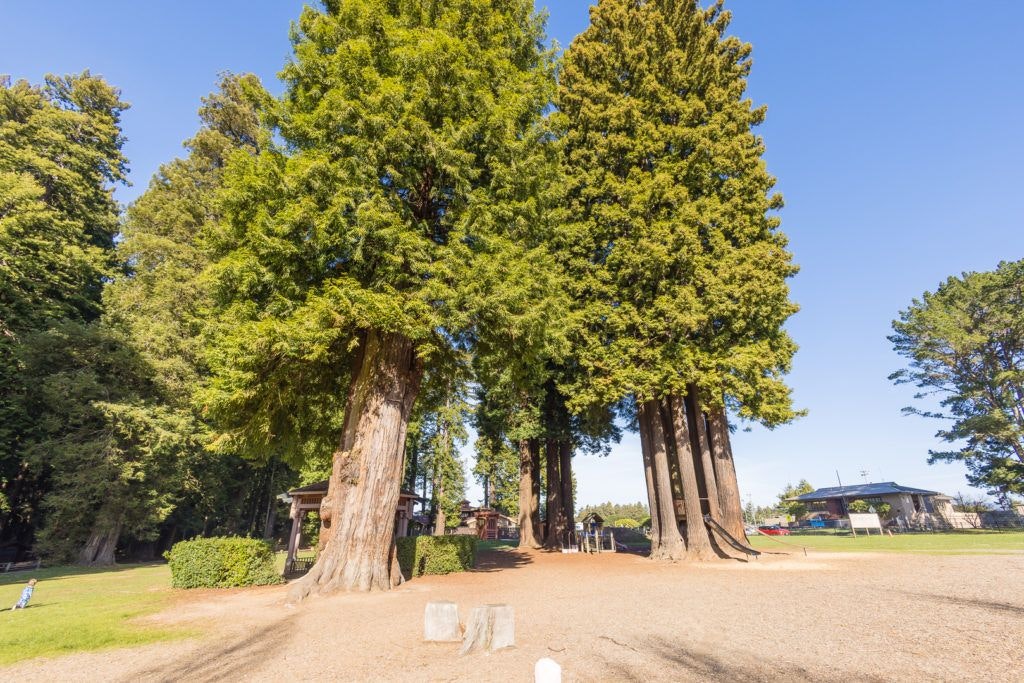 sequoia-park-garden-010