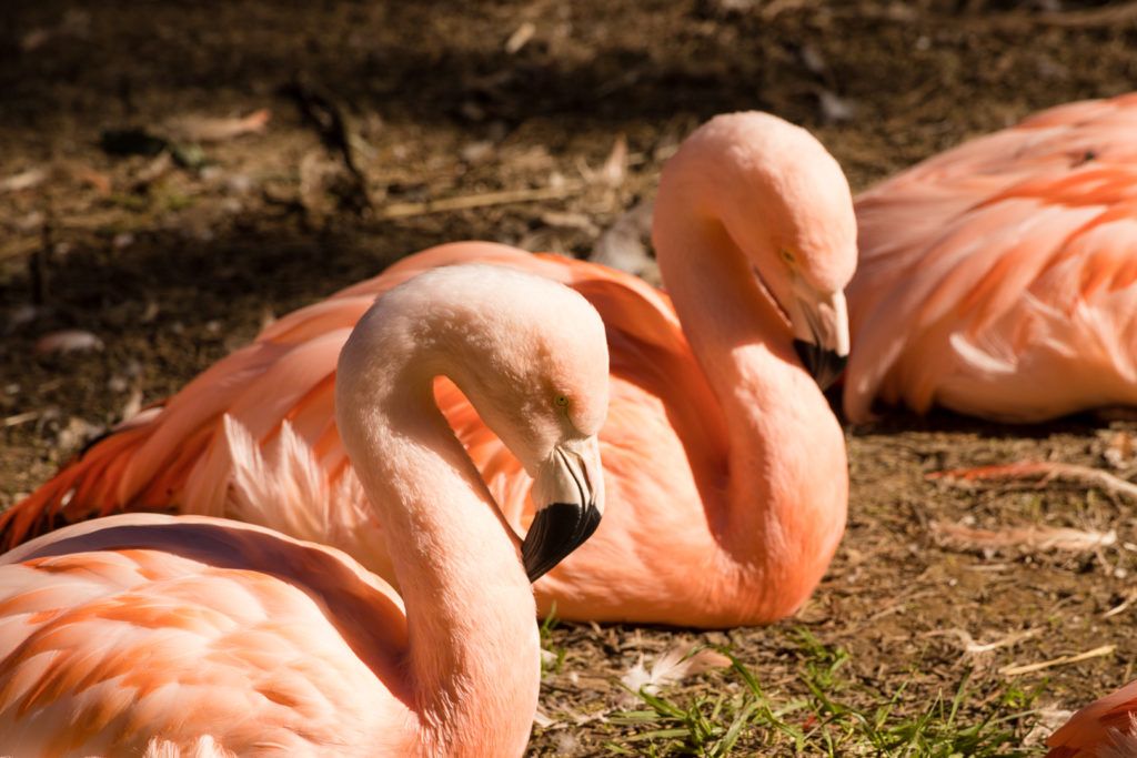 sequoia-park-zoo-and-redwood-sky-walk-004