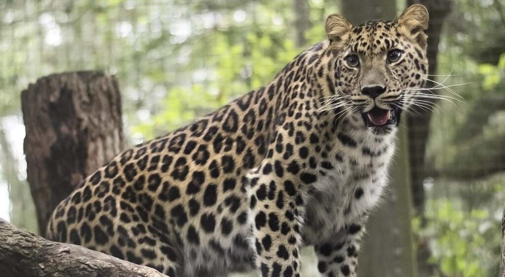 jacksonville-zoo-and-gardens-004