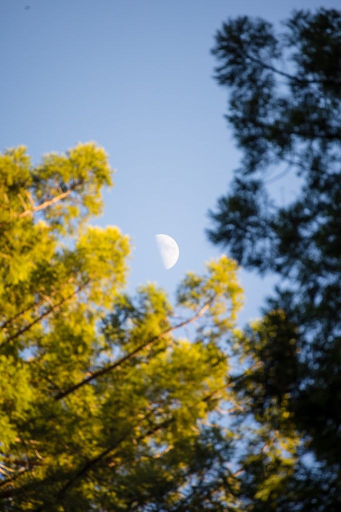 arcata-community-forest-016