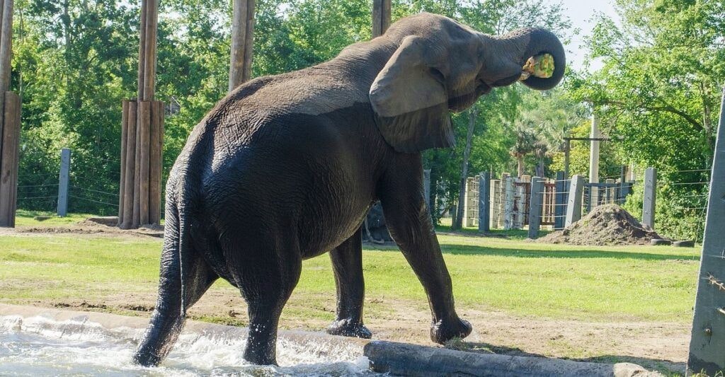 jacksonville-zoo-and-gardens-003