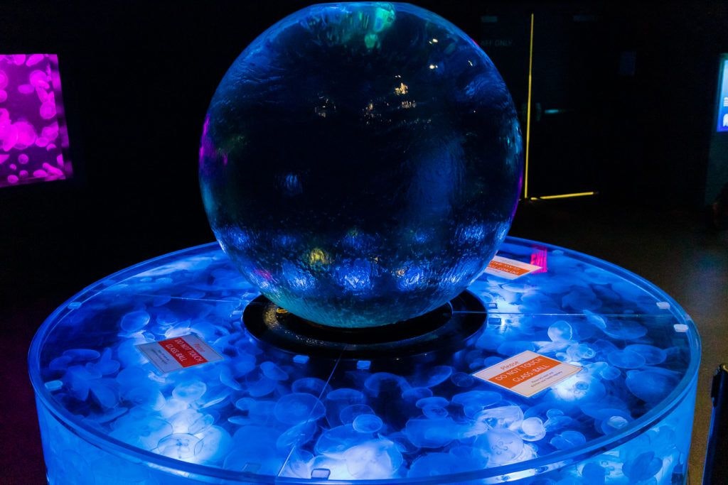 moody-gardens-pyramids-020