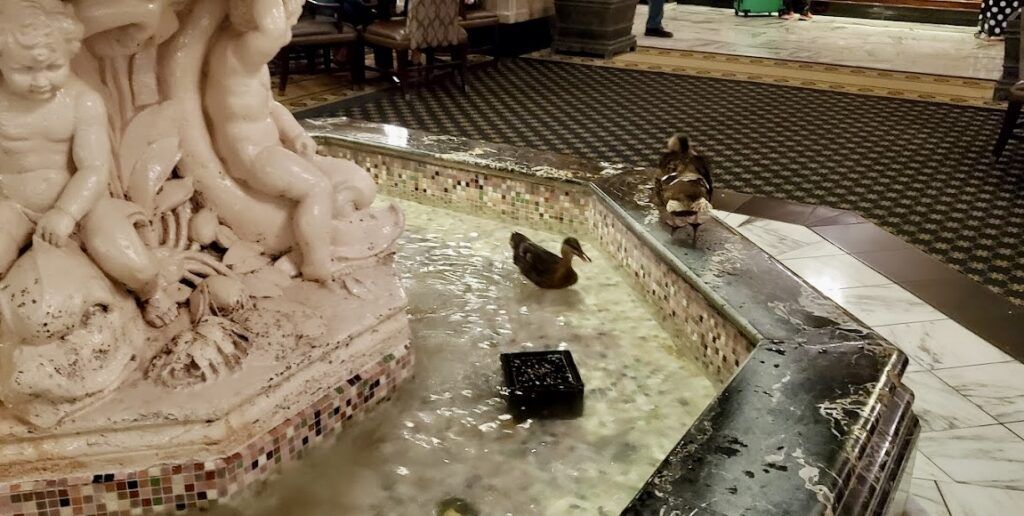 the-peabody-ducks-004