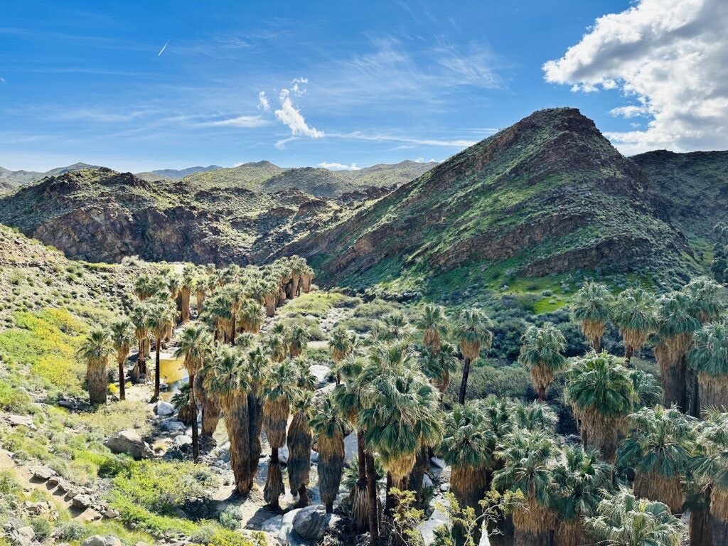 palm-canyon-002