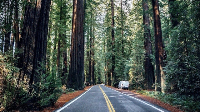 Our Guide to Redwood National Park