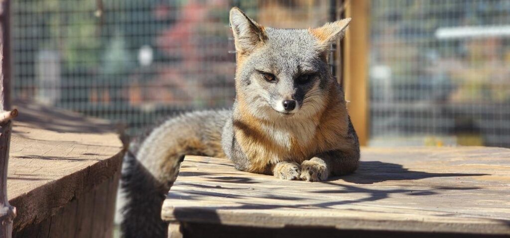 big-bear-alpine-zoo-002
