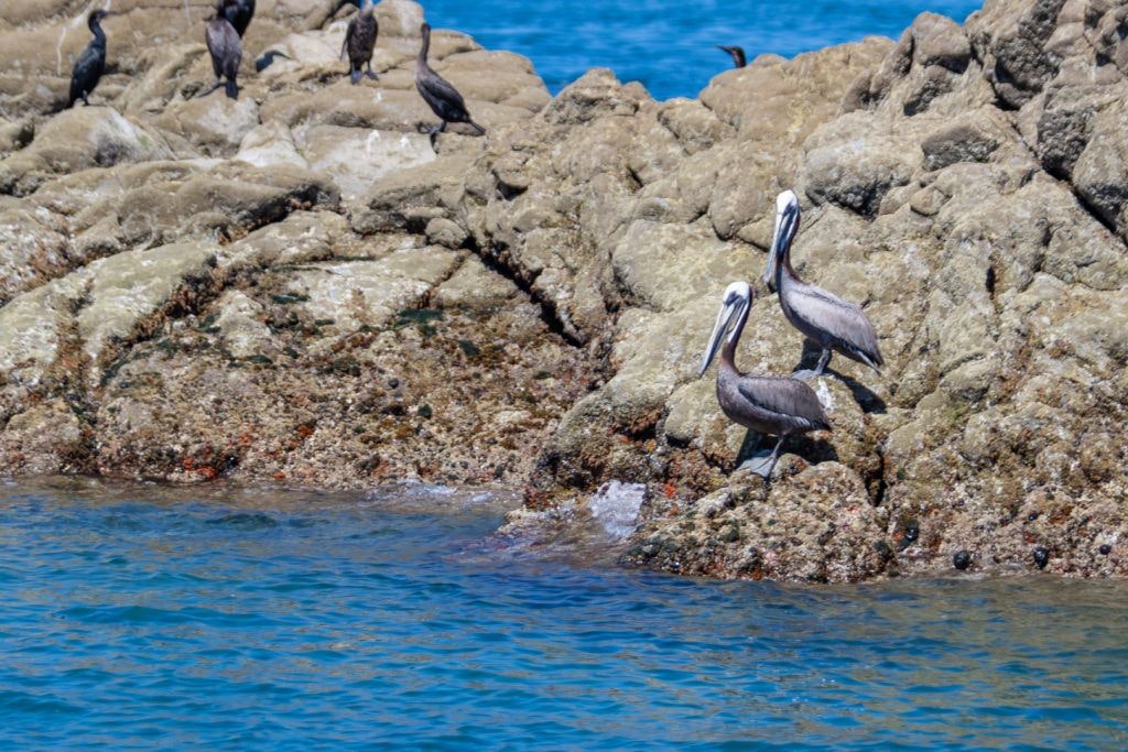 bird-island-isla-san-jorge-010