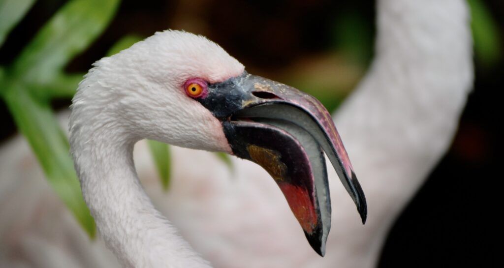 three-ring-ranch-exotic-animal-sanctuary-004