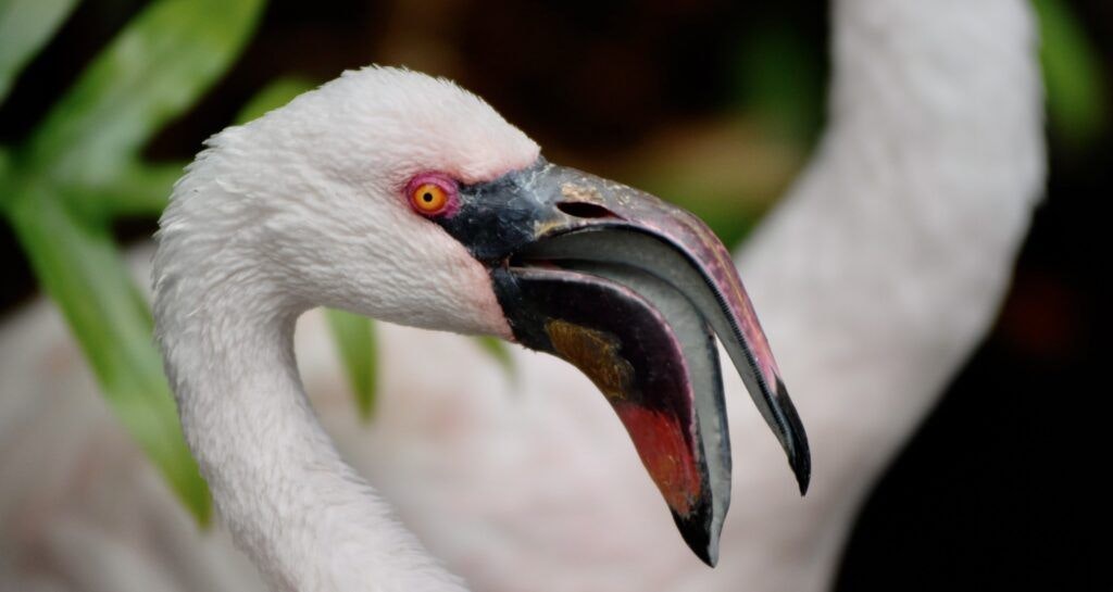 three-ring-ranch-exotic-animal-sanctuary-004