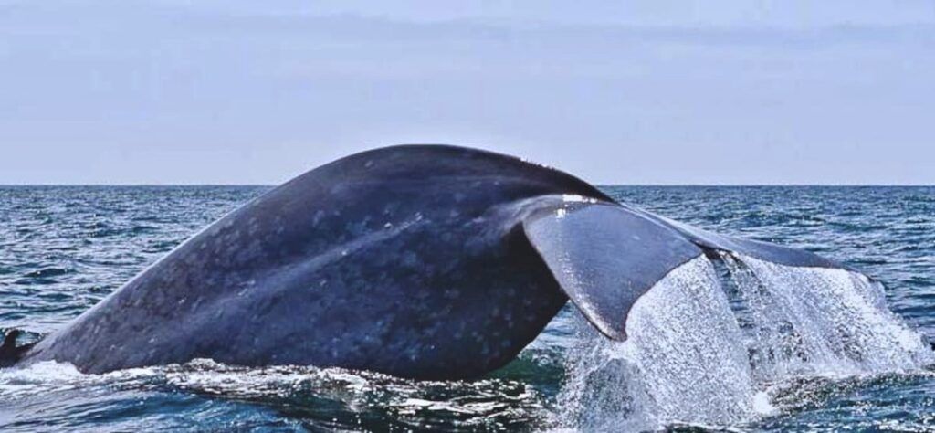 loreto-sea-and-land-tours-002