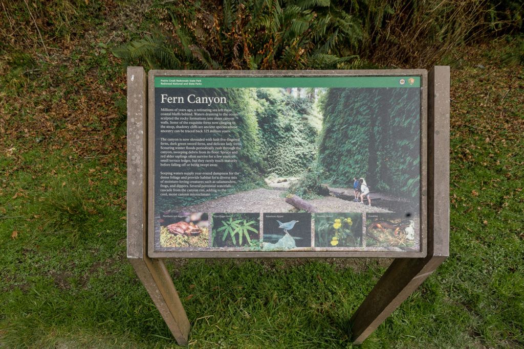 fern-canyon-inside-prairie-creek-redwoods-state-park-006