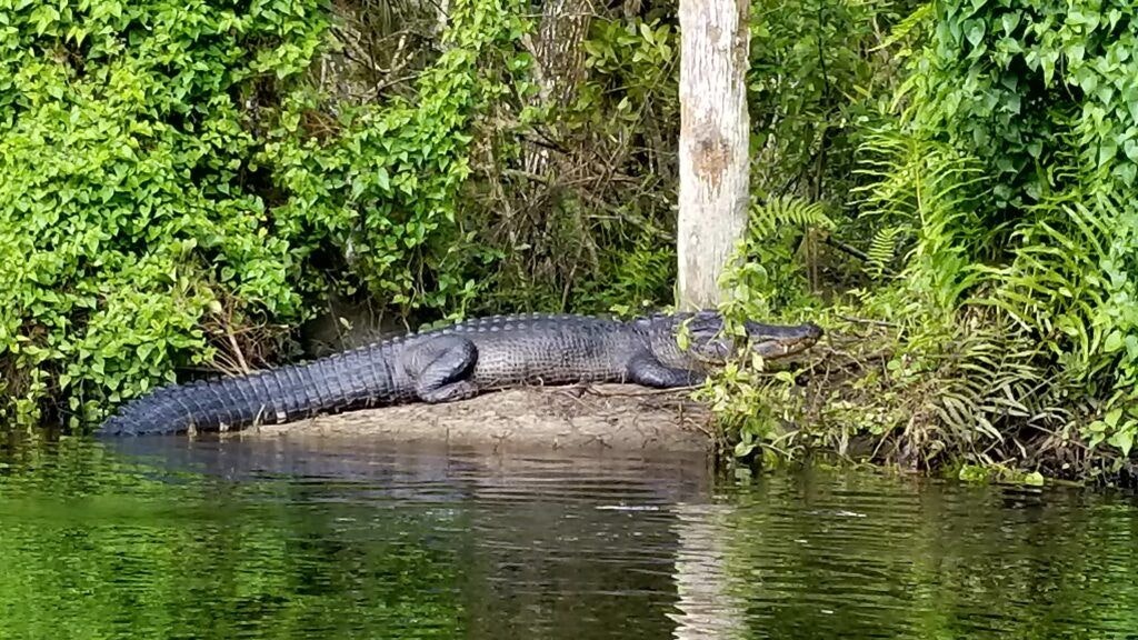 halpatiokee-regional-park-004