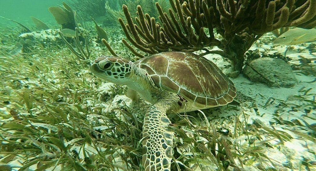 national-reef-park-of-puerto-morelos-004