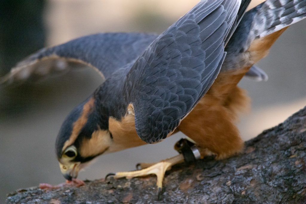 high-desert-museum-006