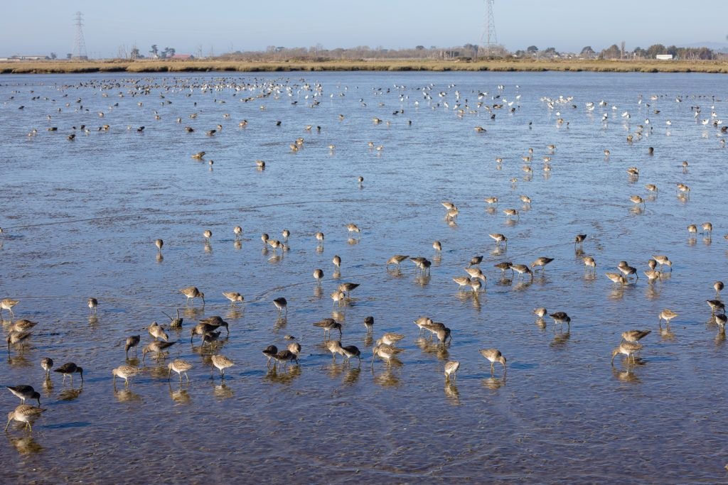 arcata-marsh-and-wildlife-sanctuary-009