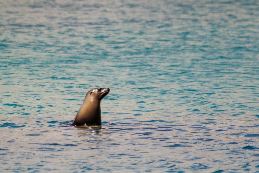 bird-island-isla-san-jorge-026