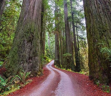 web-new-box-Redwoods-Stock.jpg