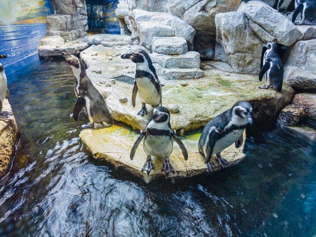 moody-gardens-pyramids-005