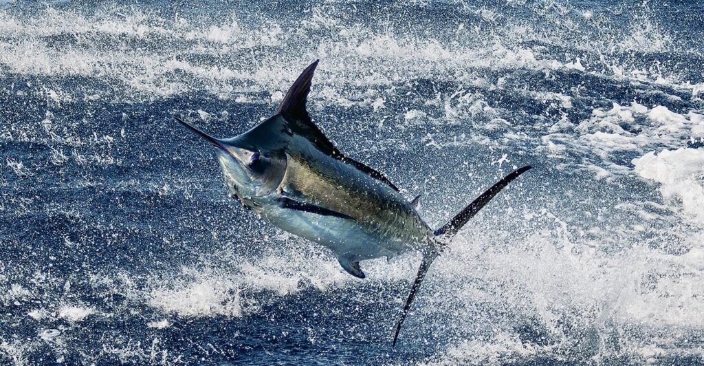 Signature Triple Crown