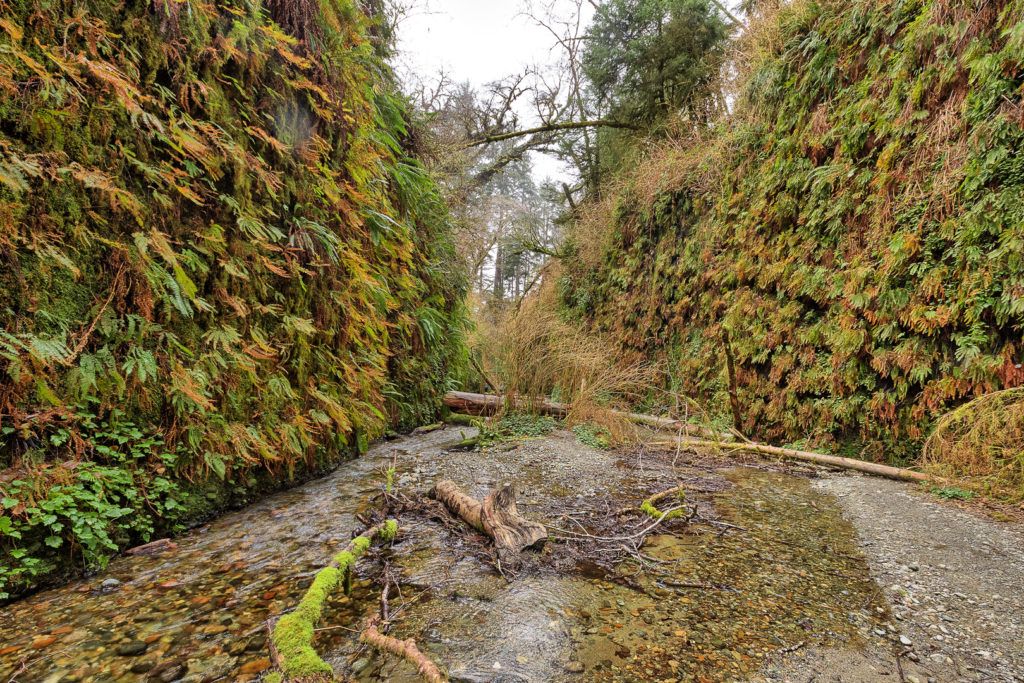 fern-canyon-inside-prairie-creek-redwoods-state-park-011