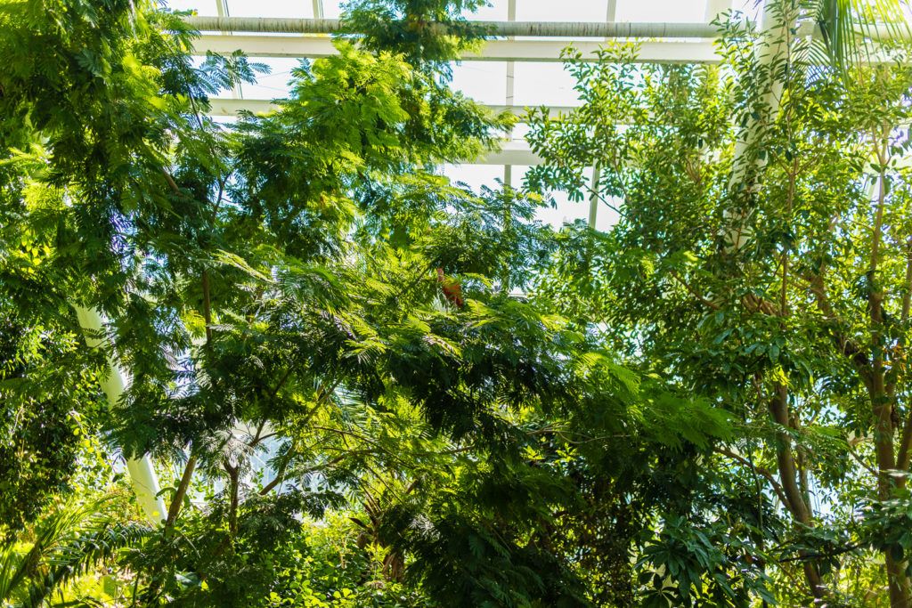 moody-gardens-pyramids-009