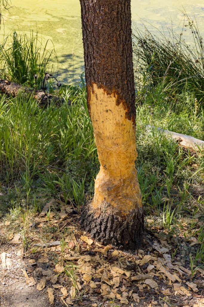 sunriver-nature-center-and-oregon-observatory-034