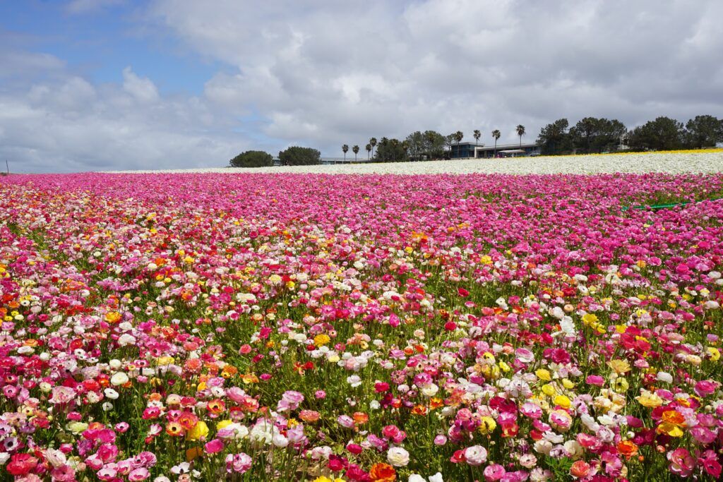 The Flower Fields