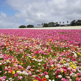 The Flower Fields